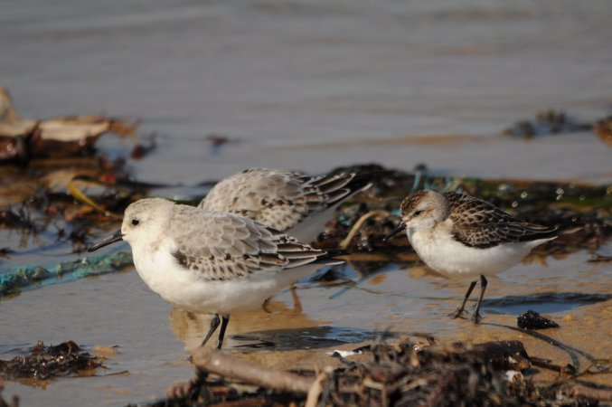 Photo (13): Semipalmated Sandpiper