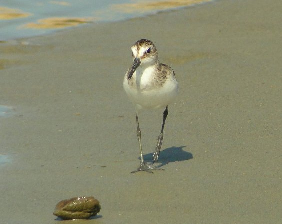Photo (20): Semipalmated Sandpiper