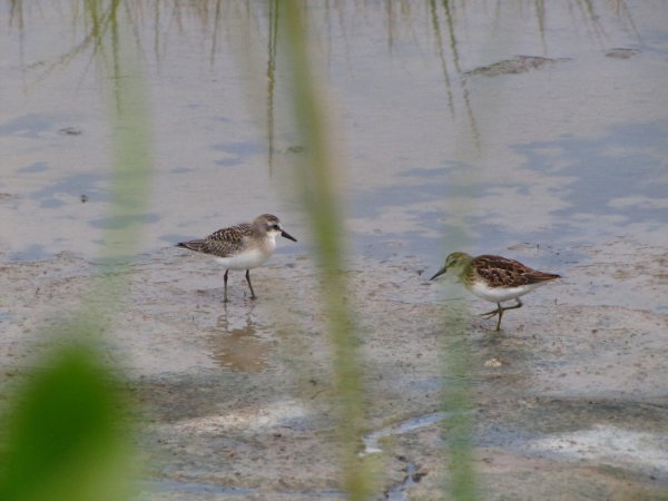Photo (15): Semipalmated Sandpiper