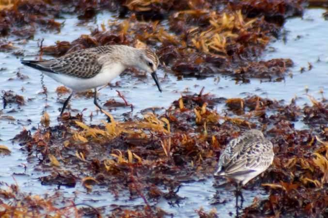 Photo (17): Semipalmated Sandpiper