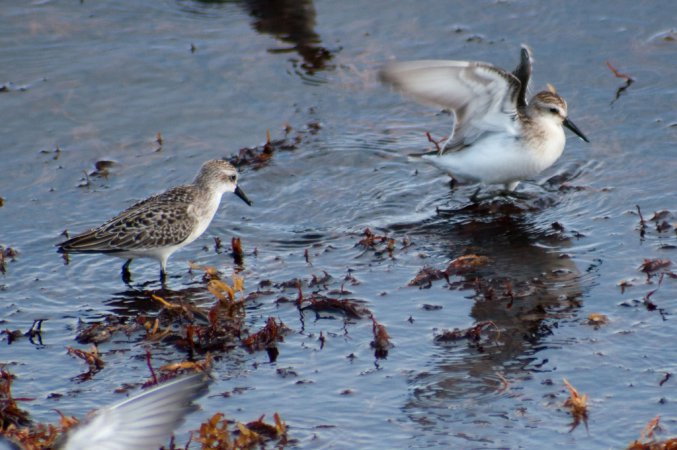 Photo (23): Semipalmated Sandpiper