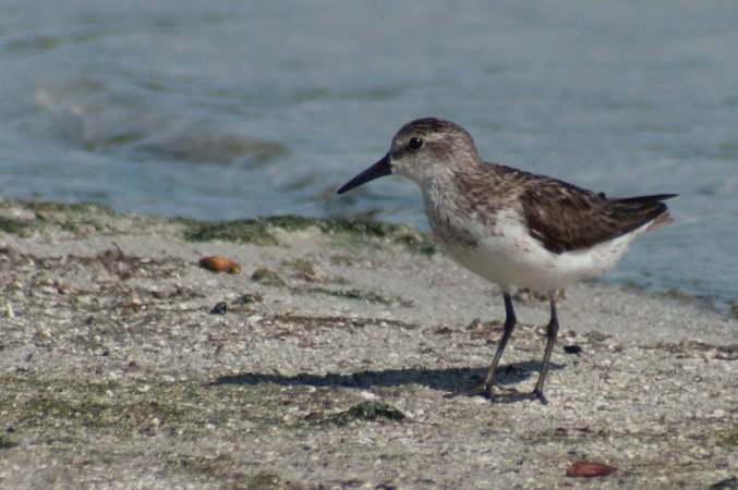 Photo (22): Semipalmated Sandpiper