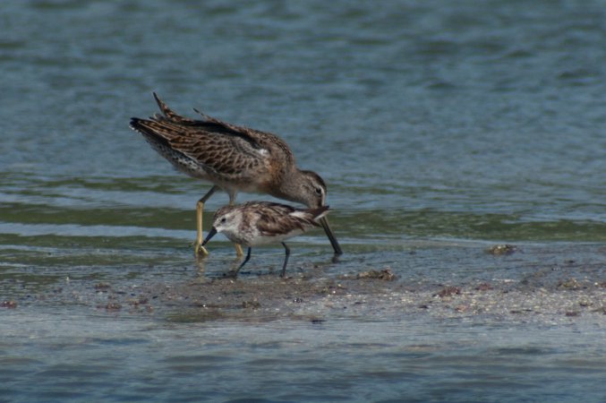 Photo (21): Semipalmated Sandpiper