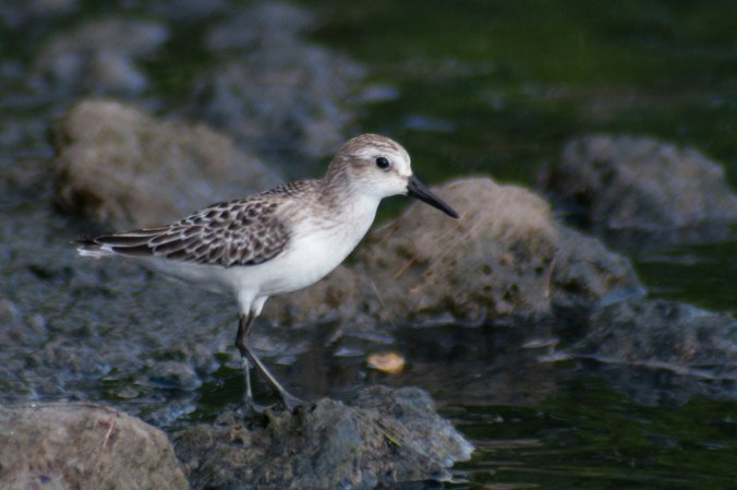 Photo (16): Semipalmated Sandpiper