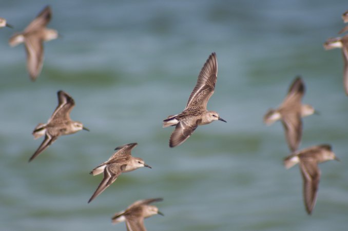 Photo (14): Semipalmated Sandpiper