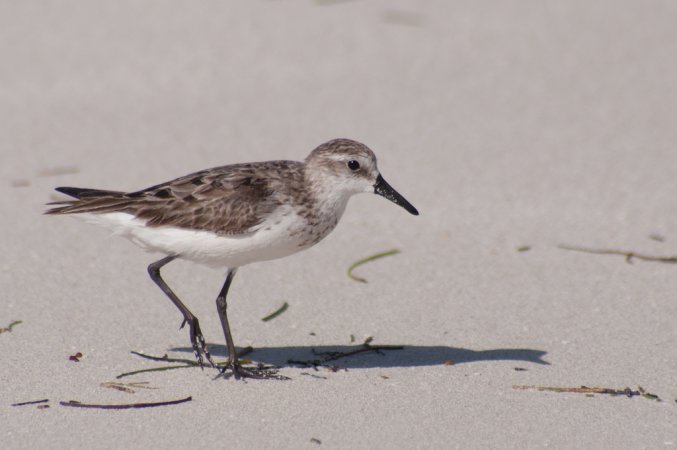 Photo (18): Semipalmated Sandpiper