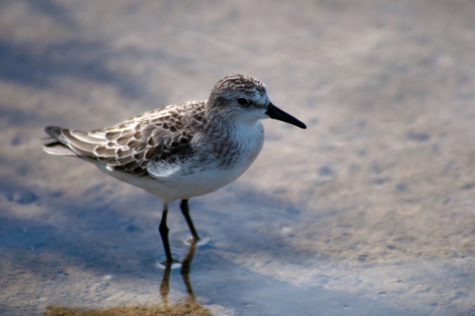 Photo (19): Semipalmated Sandpiper