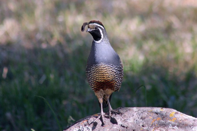 Photo (13): California Quail