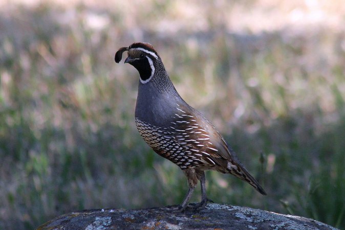 Photo (18): California Quail