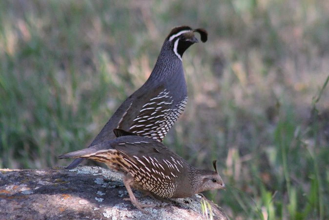 Photo (16): California Quail