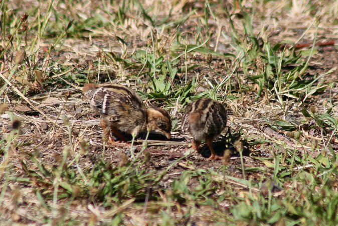 Photo (23): California Quail