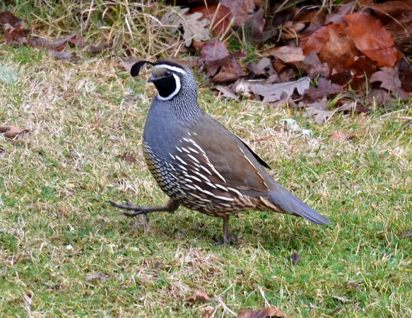 Photo (22): California Quail