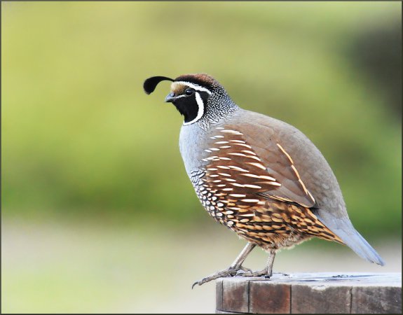 Photo (1): California Quail