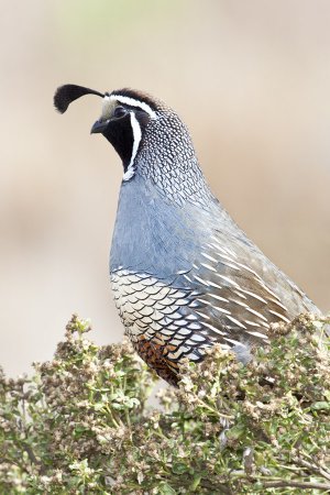 Photo (11): California Quail