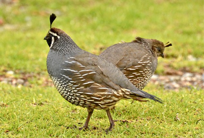 Photo (3): California Quail