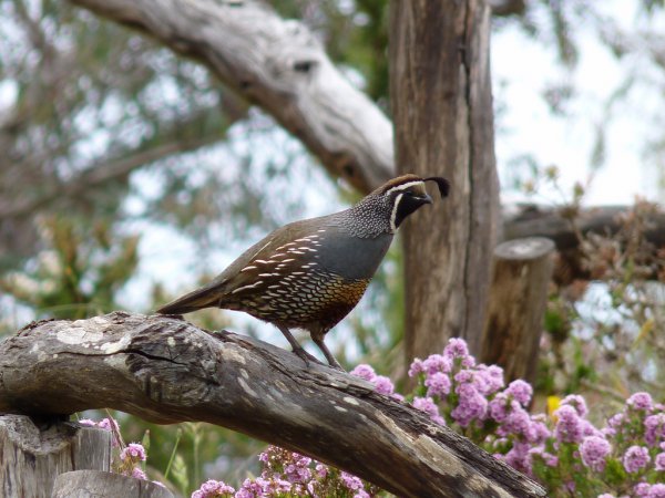 Photo (12): California Quail