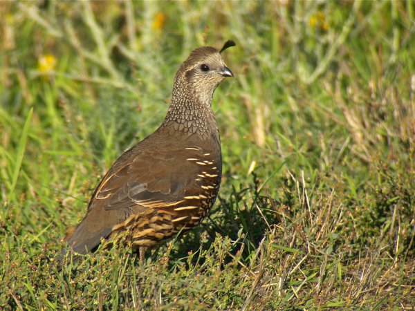Photo (2): California Quail