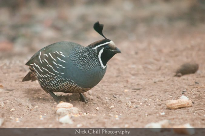 Photo (15): California Quail