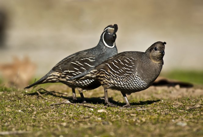 Photo (6): California Quail