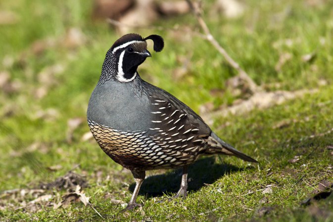 Photo (4): California Quail