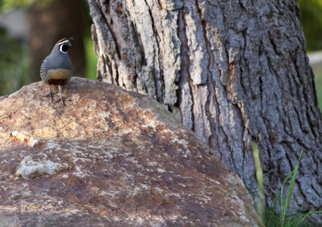 Photo (17): California Quail