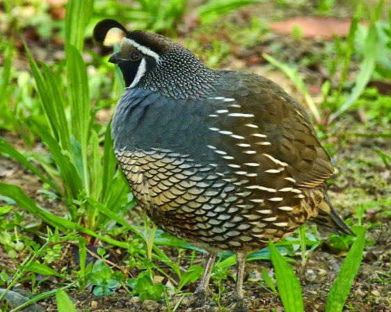 Photo (7): California Quail