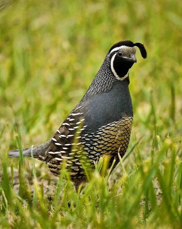 Photo (8): California Quail