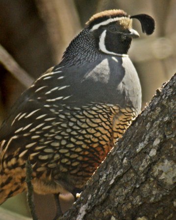 Photo (20): California Quail