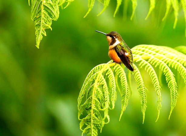 Photo (2): Purple-throated Woodstar