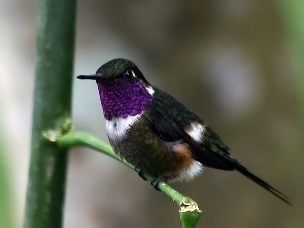 Photo (1): Purple-throated Woodstar