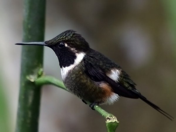 Photo (3): Purple-throated Woodstar