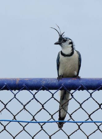 Photo (10): White-throated Magpie-Jay