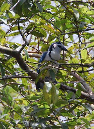 Photo (18): White-throated Magpie-Jay