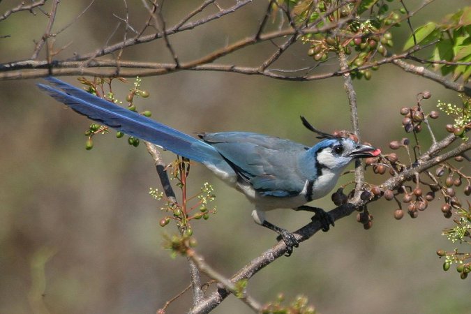Photo (6): White-throated Magpie-Jay