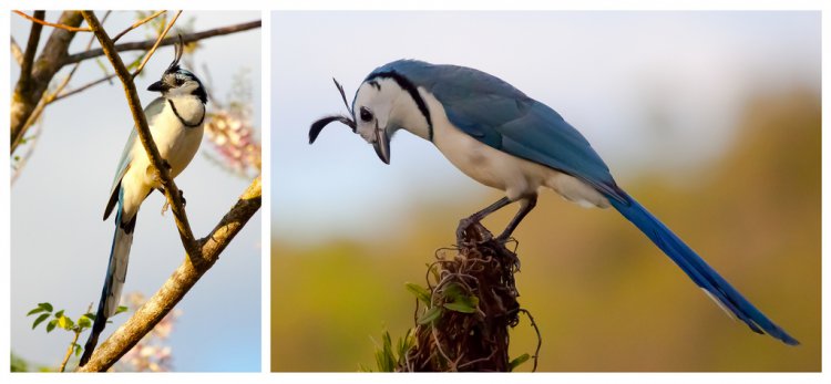 Photo (11): White-throated Magpie-Jay