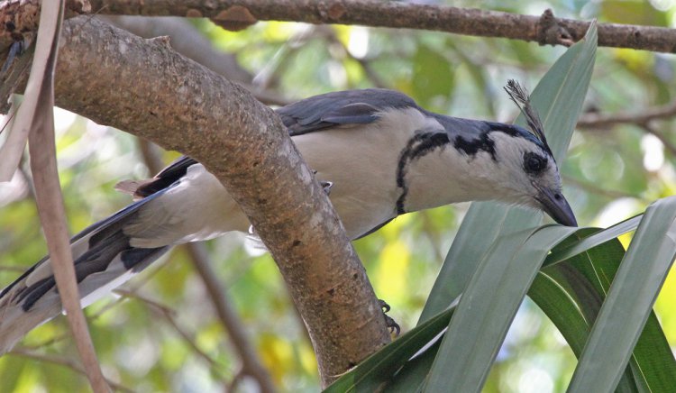 Photo (16): White-throated Magpie-Jay