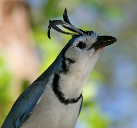 Photo (8): White-throated Magpie-Jay