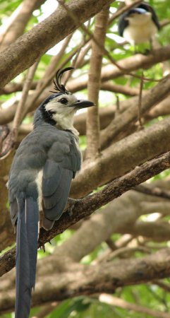 Photo (14): White-throated Magpie-Jay