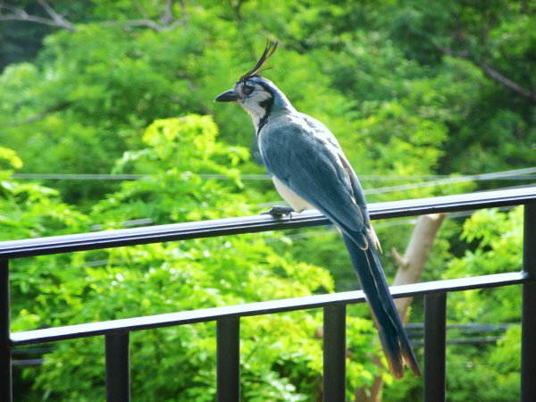 Photo (15): White-throated Magpie-Jay