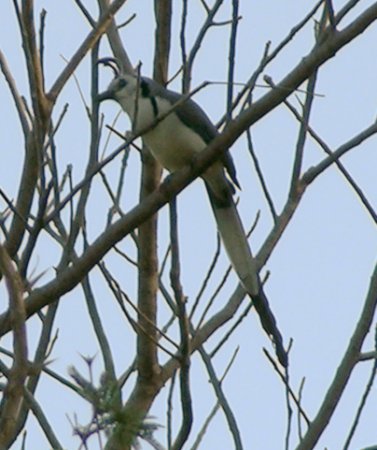 Photo (20): White-throated Magpie-Jay