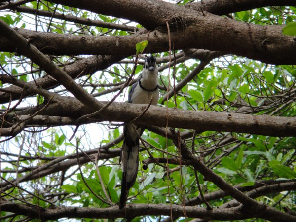 Photo (19): White-throated Magpie-Jay