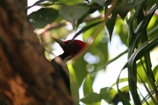 Photo (4): Pale-billed Woodpecker