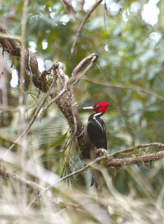 Photo (7): Pale-billed Woodpecker