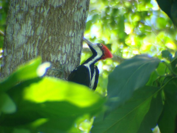 Photo (9): Crimson-crested Woodpecker