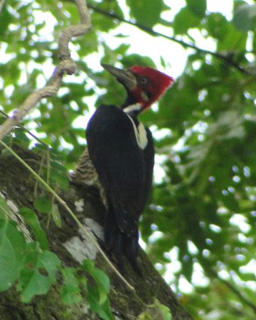 Photo (13): Crimson-crested Woodpecker