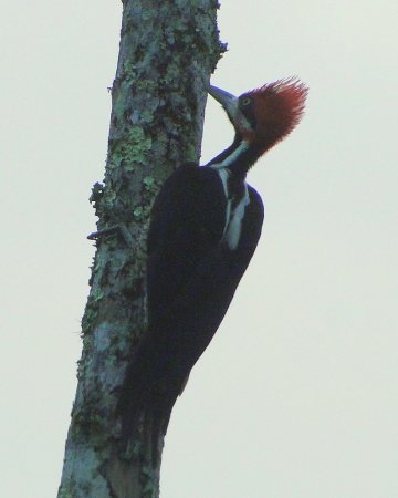 Photo (17): Crimson-crested Woodpecker