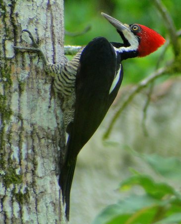 Photo (2): Crimson-crested Woodpecker
