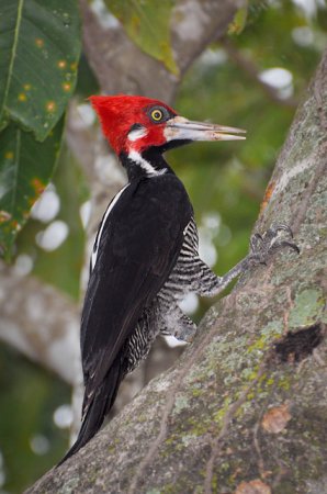 Photo (3): Crimson-crested Woodpecker