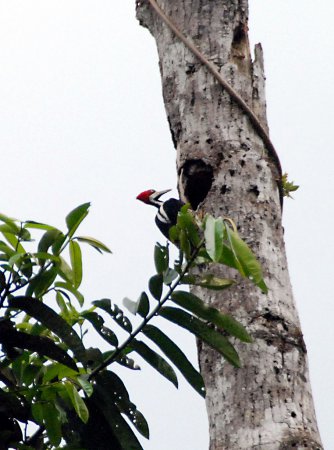 Photo (11): Crimson-crested Woodpecker