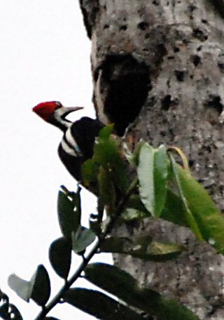 Photo (10): Crimson-crested Woodpecker